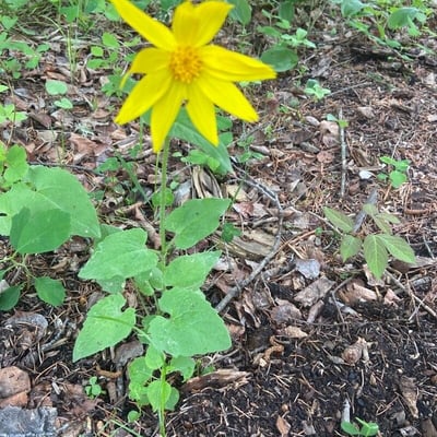 Arnica cordifolia — flower