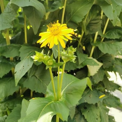 Silphium perfoliatum — flower