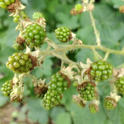 Rubus praecox — flower