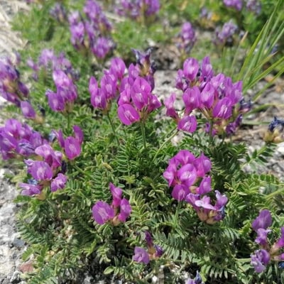 Astragalus danicus — flower