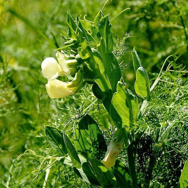 Lathyrus ochrus — flower