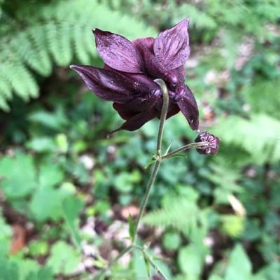 Aquilegia atrata — flower