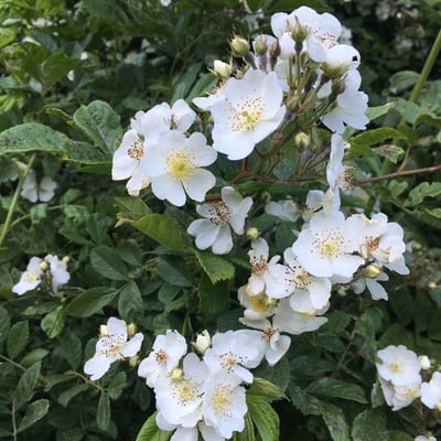 Rosa multiflora — flower