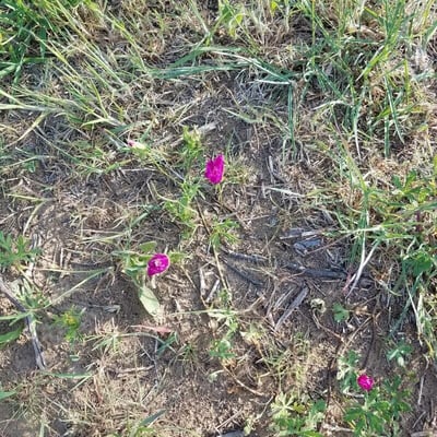 Callirhoe involucrata — flower