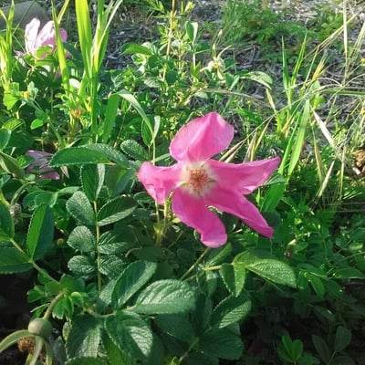 Rosa pendulina — flower