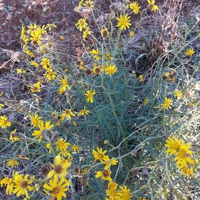 Senecio inaequidens — flower