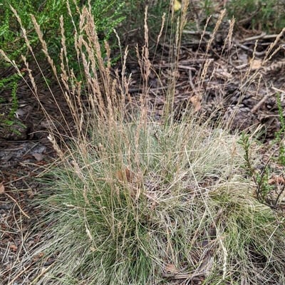 Festuca filiformis — flower