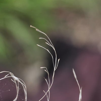 Poa palustris — flower