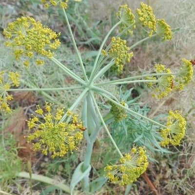 Foeniculum vulgare — flower