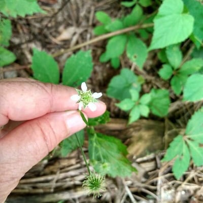 Geum canadense — flower