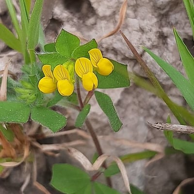 Lotus ornithopodioides — flower