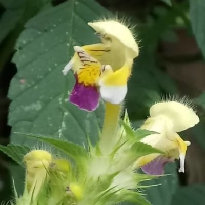 Galeopsis speciosa — flower