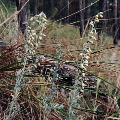 Artemisia austriaca — flower