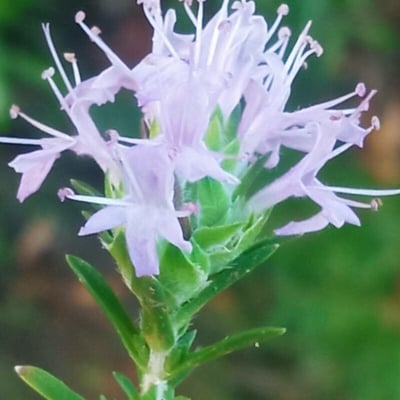 Thymbra capitata — flower