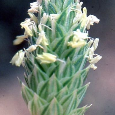 Phalaris minor — flower
