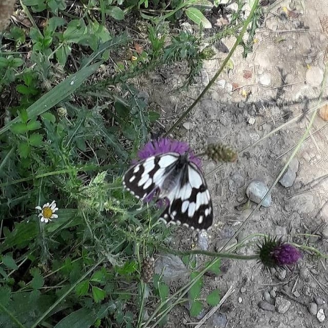Carduus defloratus — flower