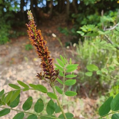 Amorpha canescens — flower