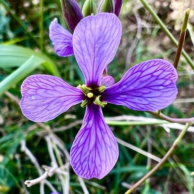Moricandia arvensis — flower