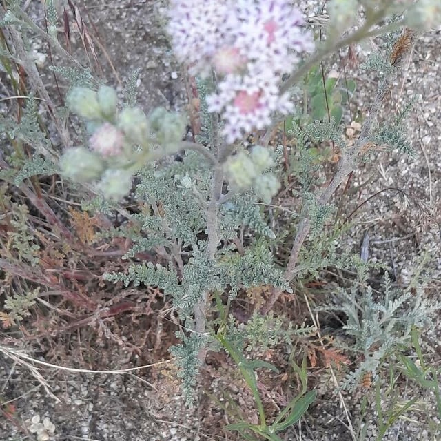 Chaenactis douglasii — flower