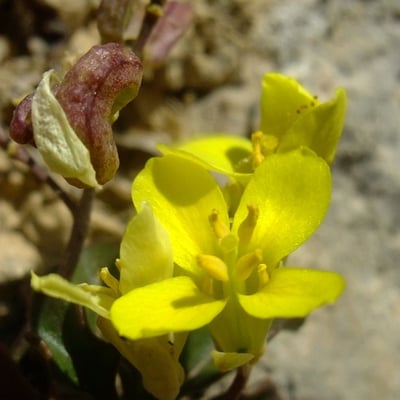 Brassica repanda — flower