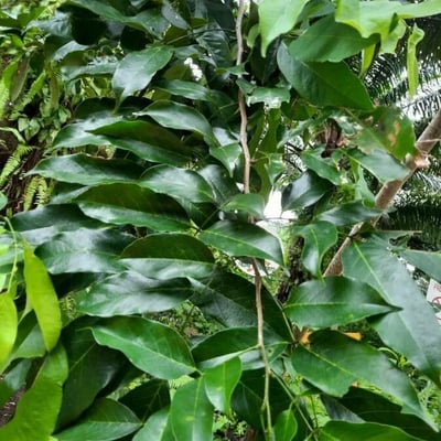Platymiscium pinnatum — leaf