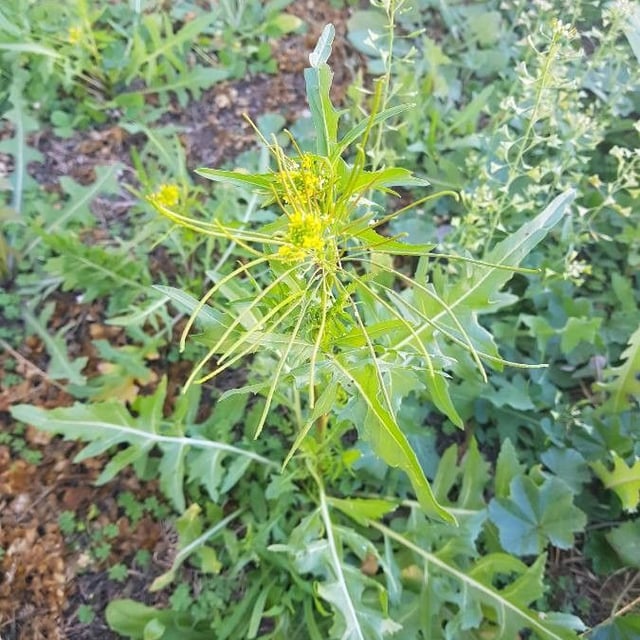 Sisymbrium irio — flower