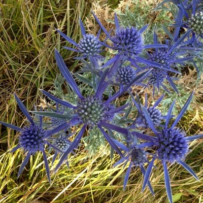 Eryngium bourgatii — flower