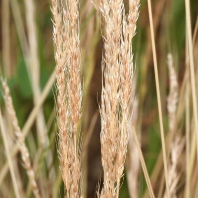 Apera interrupta — flower