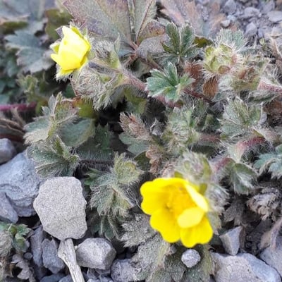 Potentilla crantzii — flower