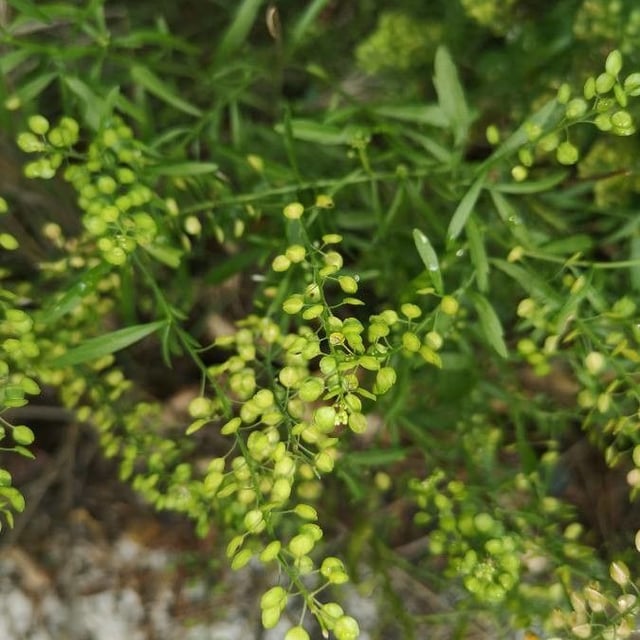 Lepidium virginicum — flower