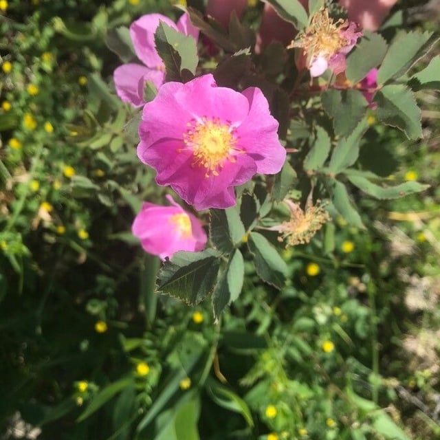 Rosa woodsii — flower