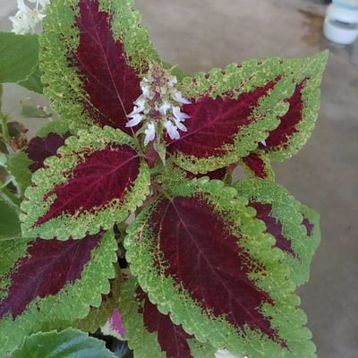 Coleus scutellarioides — flower