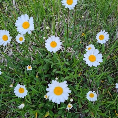 Leucanthemum ircutianum — flower