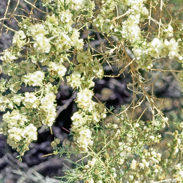 Ambrosia salsola — flower