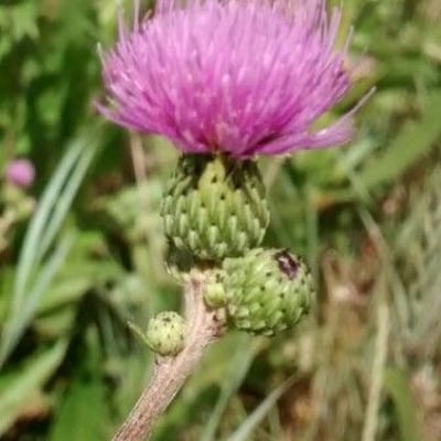 Cirsium monspessulanum — flower