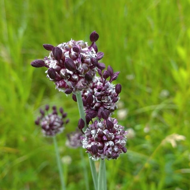 Allium scorodoprasum — flower
