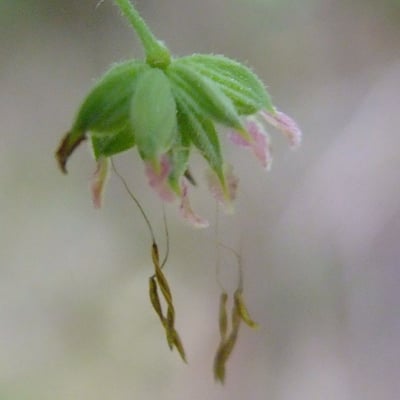 Thalictrum foetidum — flower