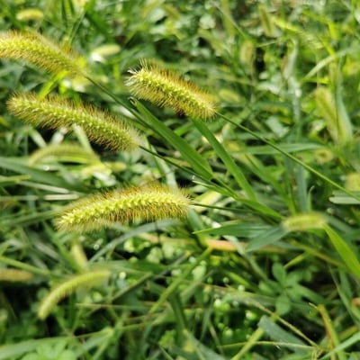 Setaria pumila — flower