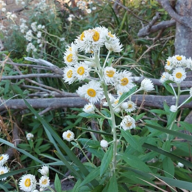Anaphalis margaritacea — flower