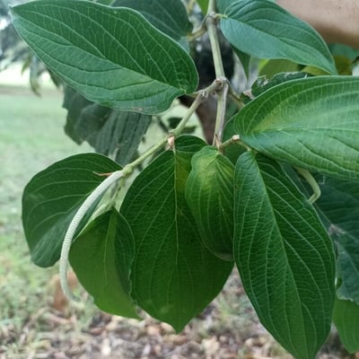 Piper aduncum — flower