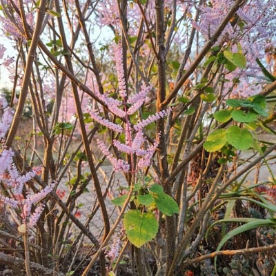 Tetradenia riparia — flower