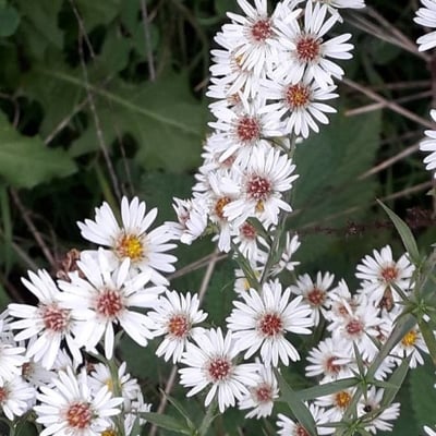 Tripolium pannonicum — flower