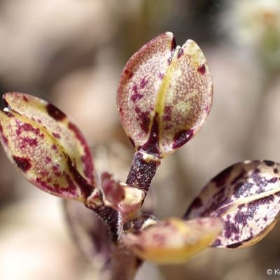 Lepidium nitidum — flower