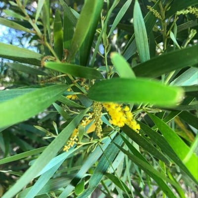Acacia spirorbis — flower