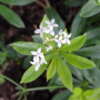 Galium odoratum — flower
