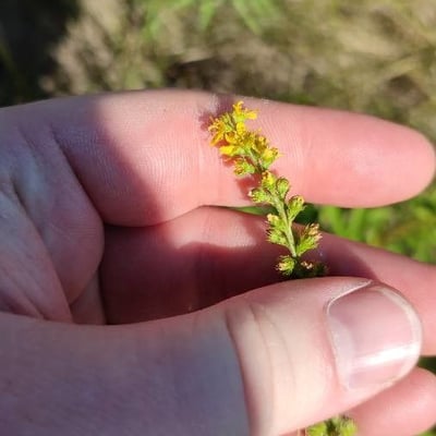 Agrimonia pilosa — flower