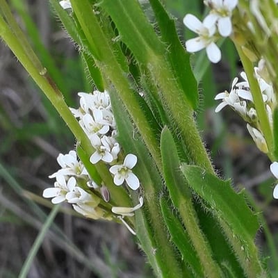 Arabis hirsuta — flower