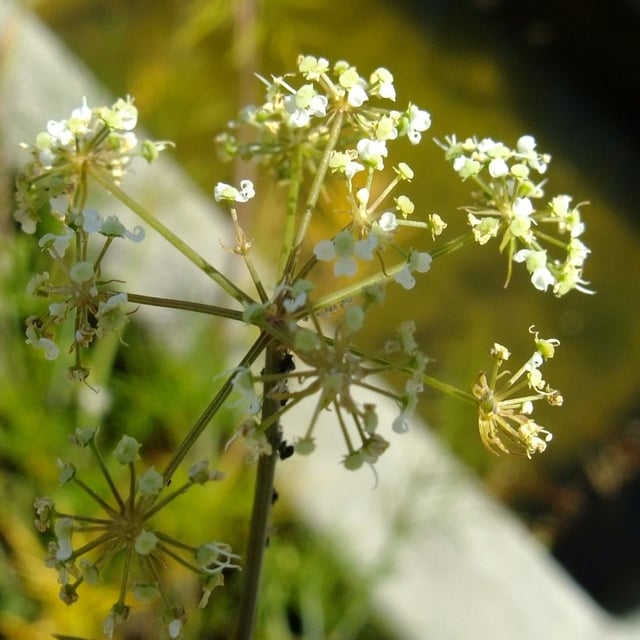 Cicuta virosa — flower