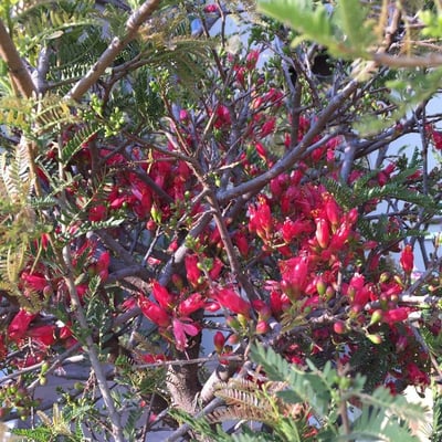 Schotia afra — flower