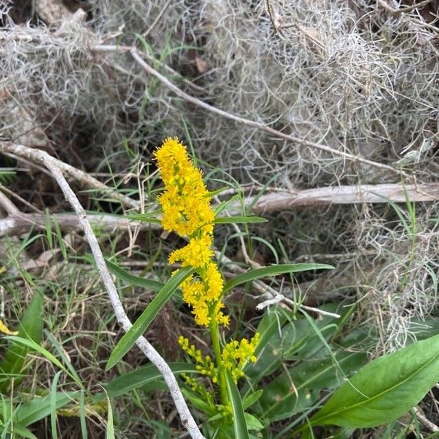 Solidago uliginosa — flower